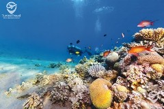 tunisiepromo VOYAGE ORGANISÉ EGYPTE: LE CAIRE – SHARM EL SHEIKH Tunisie Promo VOYAGE ORGANISÉ EGYPTE: LE CAIRE – SHARM EL SHEIKH